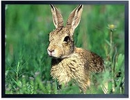 ZZFQXZ Poster Frames 17x20inch Solid Wood Picture Frame Black for 17x20 Poster and Photo Frames, inc