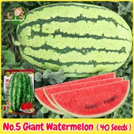 เมล็ดพันธุ์แตงโมยักษ์ เนื้อสีแดง หวานสุดๆ บรรจุ 40เมล็ด No.5 Giant Watermelon Seed Fruit Seeds for Planting เมล็ดแตงโมยักษ์ เมล็ดพันธุ์ผลไม้ เมล็ดพันธุ์ OP/F1 แท้ ผลไม้อินทรีย์ ต้นไม้ผลกินได้ ต้นไม้กินผล เมล็ดผลไม้ พันธุ์ไม้ผล บอนไซ เมล็ดผัก ปลูกได้ตลอดปี