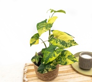 PROMO Tanaman Hias Syngonium Yellow Variegata/ Syngonium Aurora Yellow