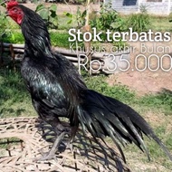 perbutir telur fertil ayam bangkok ekor lidi asli