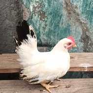 ayam kate chabo blacktail