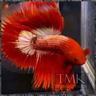 Bnan Halfmoon HM FCCP RED HEAD STAR TAIL 2bln UP