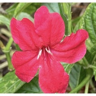 Ruellia Merah Red Ruellia pokok hidup