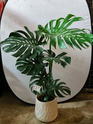 精選室內植物龜背竹送到家