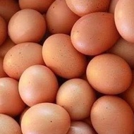 Telur ayam negeri 1 peti isi 14 kg