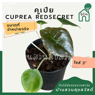 อโลคาเซีย  คูเปีย เรดซีเครท มาในกระถาง 4-5 นิ้ว พร้อมตั้ง (Alocasia cuprea redsecret)