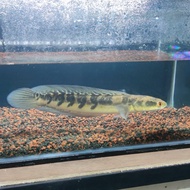 Channa Yellow Sentarum 30cm Up Good