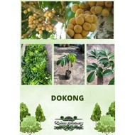 Dokong / Anak Pokok Hybrid / Pokok Dokong