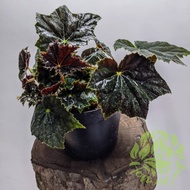 Begonia black rex / tanaman hias begonia bintang