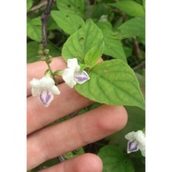 Anak pokok israel hidup.