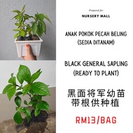 Anak pokok Pecah Beling/Black face general/ 黑面将军苗(🌱)帶Polypack-供种植