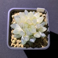 多肉植物 十二卷 糊斑霓虹燈