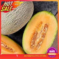 7 Pcs Benih Rock Melon Honeydew 网纹甜蜜瓜籽 Ready Stock Sarawak