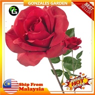 Anak Pokok Bunga Ros Rose Flower