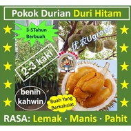 Anak Pokok DURI HITAM D200 黑刺榴莲苗 Sapling Durian Black Torn（2-3Kaki）