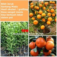 Bibit Jeruk Santang Madu