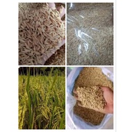 Binhi palay seeds /rice variety 222 and 436 binhi malakas umani certified seeds new harvest 1kilo