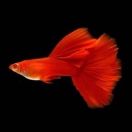 Albino Full Red Guppy Ikan Guppy (1set= 1Female + 2Male) Ready Stock
