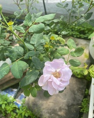 Bibit Bunga Mawar Bunga Rose Berbunga Cantik Tanaman Hidup Asli Bibit Bunga Hias Hidup Tanaman Bunga Mawar Asli Hidup Bunga Mawar Hidup Gratis Ongkir Bibit Bunga Mawar Bunga Hias Hidup Yang Lagi Viral