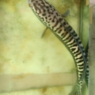 ((premium)) ikan Toman size 20cm
