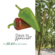 ✆ ♞,♘,♙Eastwest Seed [SULTAN F1] Bell Pepper/Sweet Pepper Go Grow Pack