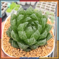 New Arrival สินค้าใหม่ Haworthia Emerald LED G Succulents กุหลาบหินนำเข้า ไม้อวบน้ำ flashsale ลดกระหน่ำ