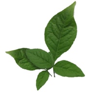 vilvam leaf / bael patra leaves 25 leaves per pack