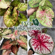 Caladium Plant Indoor Real Live Plant Pokok Keladi Splendid, Darth Maul Frankenstein 彩叶芋 Pokok Hiasan