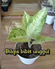 Ready, Bibit Bunga Aglonema Bigroy White Putih Bilqis Bibit Unggul