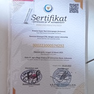 sertifikat arwana super red