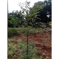 Tanaman hias pohon Ketapang kencana tinggi 2.50cm - pohon hias hidup