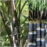 2 TEBU WULUNG TEBU HITAM TEBU IRENG ASLI 40 CM / BIBIT TEBU IRENG / BIBIT TEBU HITAM / TEBU HITAM AS