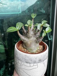 紫黑皮泰國哥斯拉B沙漠玫瑰 M