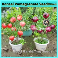 [ง่ายต่อการปลูกในประเทศไทย] 80 บอนไซสด Bonsai Pomegranate Seeds เมล็ดแคระสำหรับการปลูก เมล็ดพืชทับทิม เมล็ดผลไม้ต้นไม้ Pomegranate Live Plant ขาย พืชจริง Houseplant ระเบียง Garden Vegetable Seeds