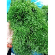 . Java moss 1 box of 2 blisters || Moss Mounted with Bonsai, aquatic layout, aquarium.