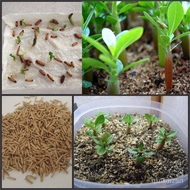 De desert rose seeds desert rose seeds Four Seasons Easy Planting Living Indoor Balcony Courtyard Po