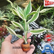 bambu hoki-sri rejeki media pot hiasan akuarium tanaman aquascape