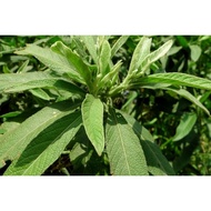 1kg thân lá cây Đại Bi tươi