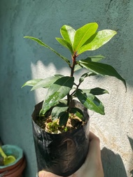 Buy1 Take1 LAUREL PLANT Herbal Plant (Real plant NOT Seeds) with FREE garden soil. Outdoor Plant / P