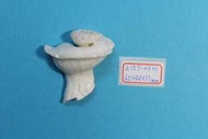 superlin30 a157-0301 瑪娃花仙螺 (45*40*31 mm)