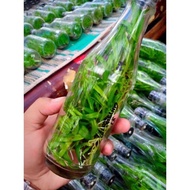 ANGGREK BOTOLAN SIAP TANAM BUNGA MIX RANDOM - ANGGREK DENDROBIUM