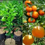 bibit tanaman buah jeruk Santang madu berbunga/berbuah Bisa COD