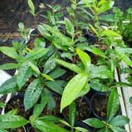 TUMBUHAN POKOK AJAIB HYBRID..