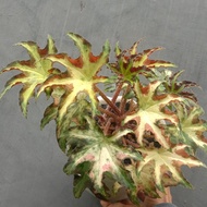 Tanaman hias begonia variegata