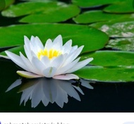 bibit bunga teratai salju Teratai Lotus Bibit Tanam