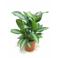 Aglaonema / Chinese Evergreen 'Pattaya Beauty' indoors potted plant - Air cleaning / purifying (NASA