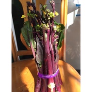 33.Choy Sum Purple Seeds 150pcs Free Normal Mail in SG