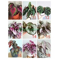 Sale Pohon Begonia - Begonia Rex Silver Limbo - Daun Begonia Silver
