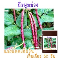 เมล็ด​พันธุ์​  ถั่วฝักยาวไร้ค้าง​ ถั่วพุ่ม​ สีม่วง​ 10เมล็ด​