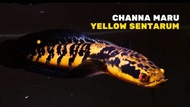 Channa yellow sentarum 4-5 Inch